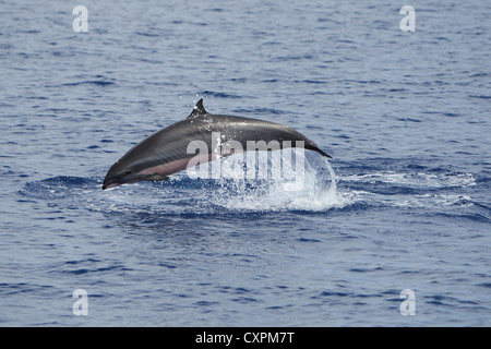 Lagenodelphis hosei, Fraser`s Dolphin, Sarawak Dolphin, Borneo-Delfin, wild, leaping, Maldives Stock Photo